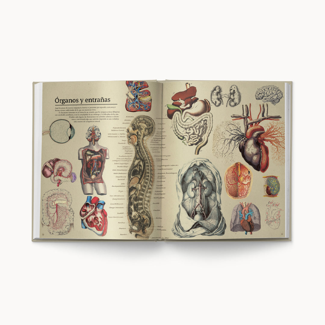 Anatomía humana. Historia del Arte y Medicina: mitos y certezas