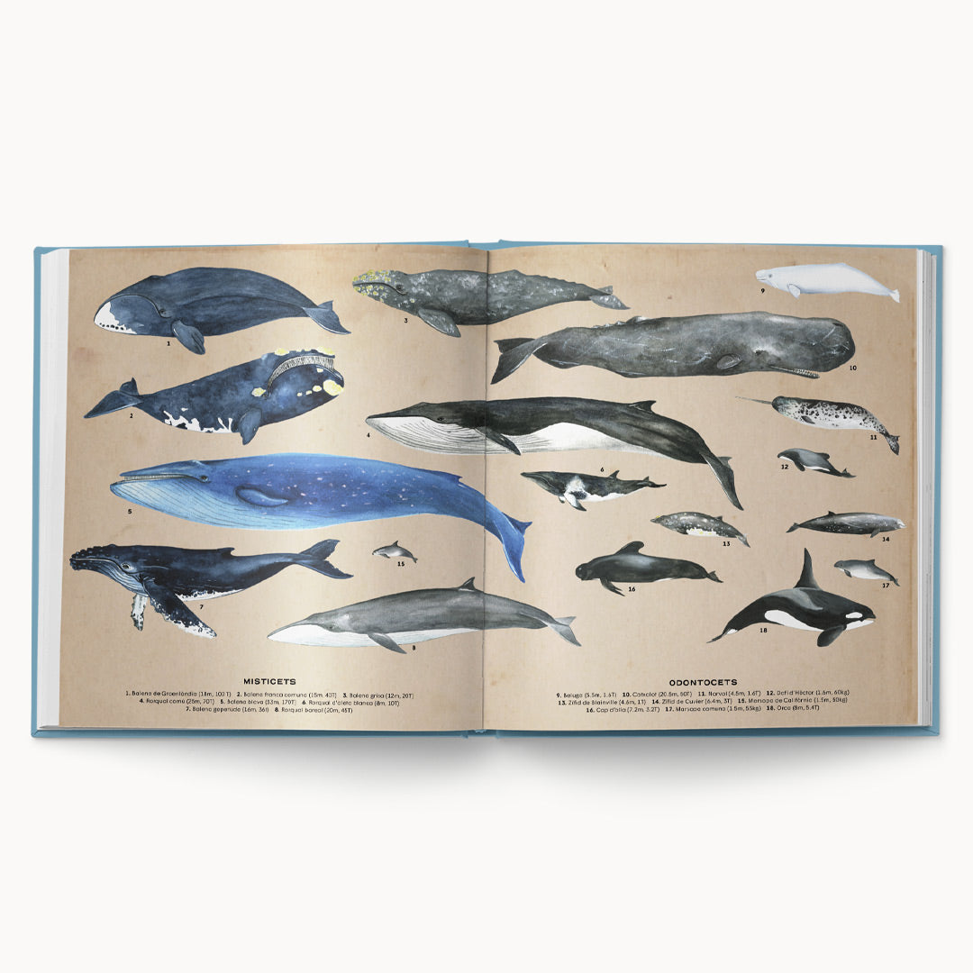 Ballenas. Vida secreta