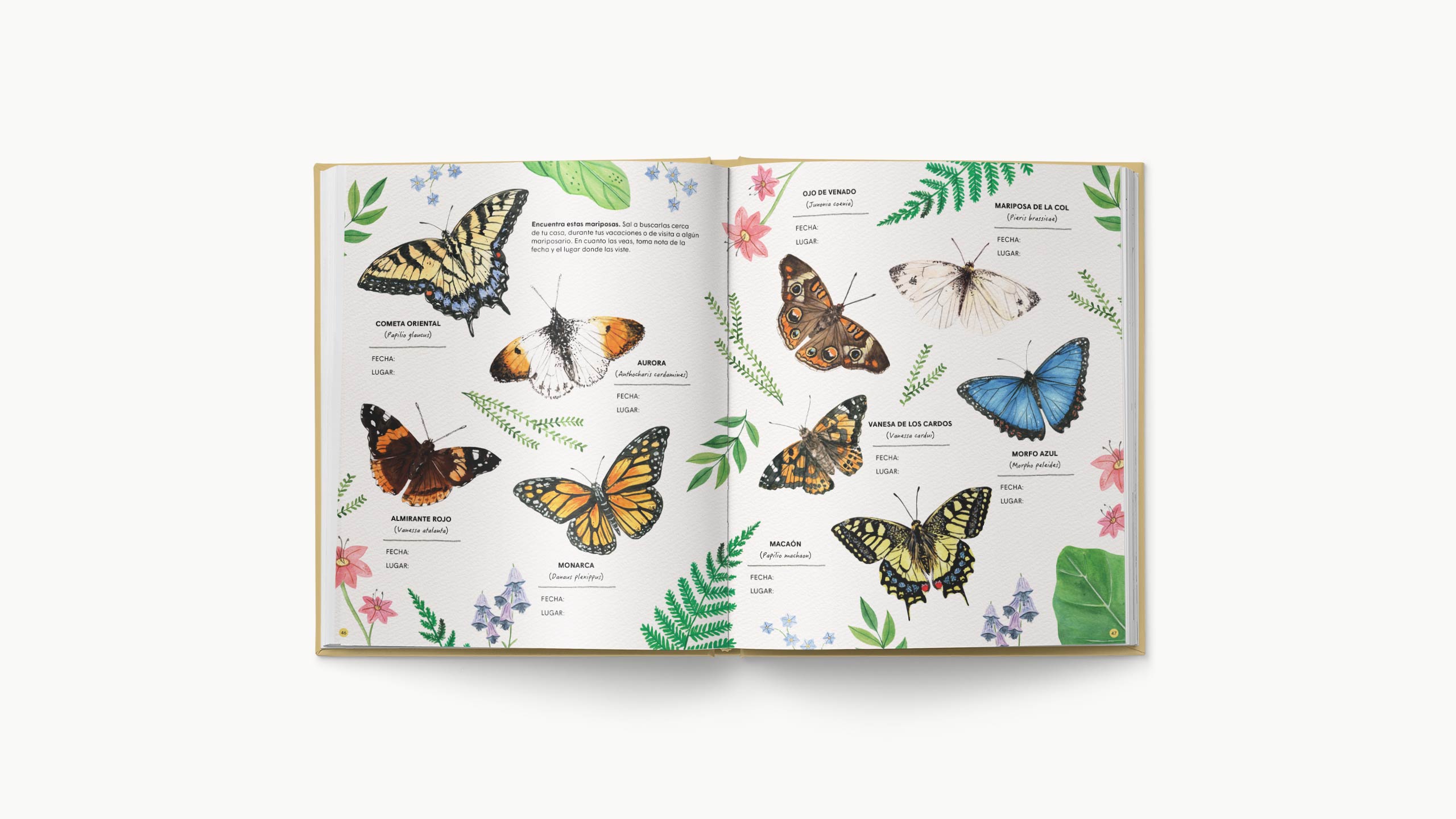 Cuaderno de mariposa: Notebook de mariposa 120 páginas